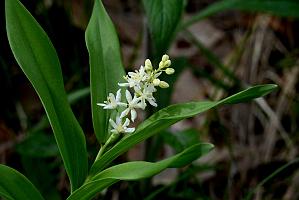 2025-05087754 Parker River NWR, MA